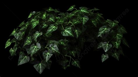 Green Vines Against The Black Background, 3d Illustration Of Ivy Plant ...