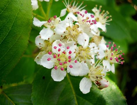 Hawthorn Leaf & Flower — Green Wisdom Herbal Studies