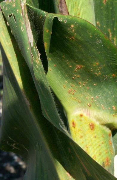 Corn Rusts: Common and Southern Rust | NC State Extension Publications