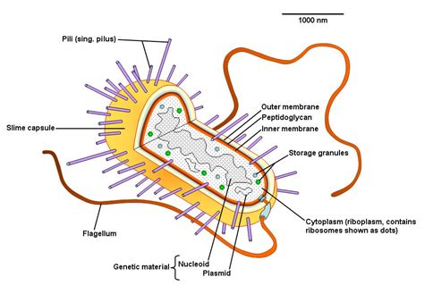 Bacterial Cell Labeled Images & Pictures - Becuo