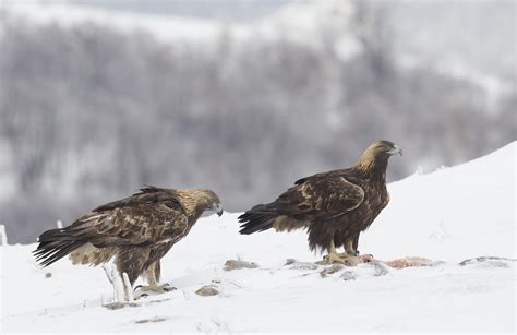 Blagodaria to the golden eagles of Bulgaria - Natures Images