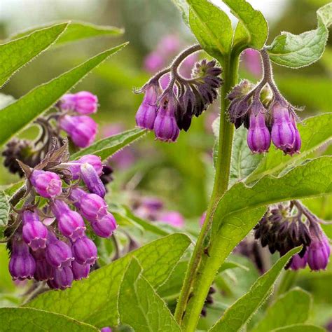 True Comfrey Seeds, Symphytum Officinale Seeds Non-gmo Medicinal Herbs ...