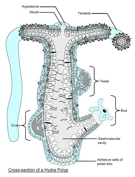 Hydra Anatomy