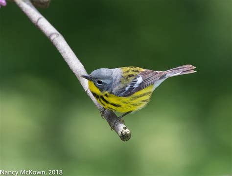 Photographing the Magnolia Warbler Using Manual Focus | Welcome to ...