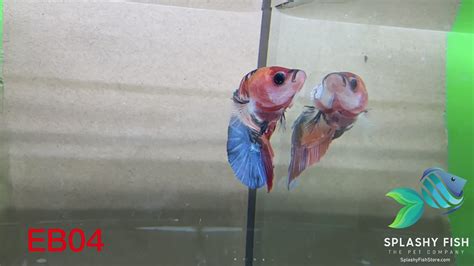 Live Giant / King Betta Fish For Sale | Splashy Fish