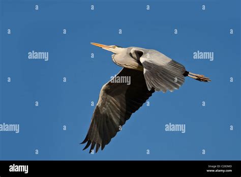 Grey heron flying Stock Photo - Alamy