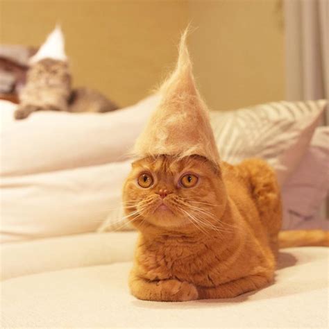 Cats Wear Hats And They Are The Best! (10+ Photos) - Sunnyvibes