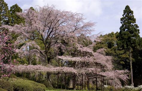 Kyoto Cherry Blossoms: Top 14 Sakura Spots | Japan Cheapo