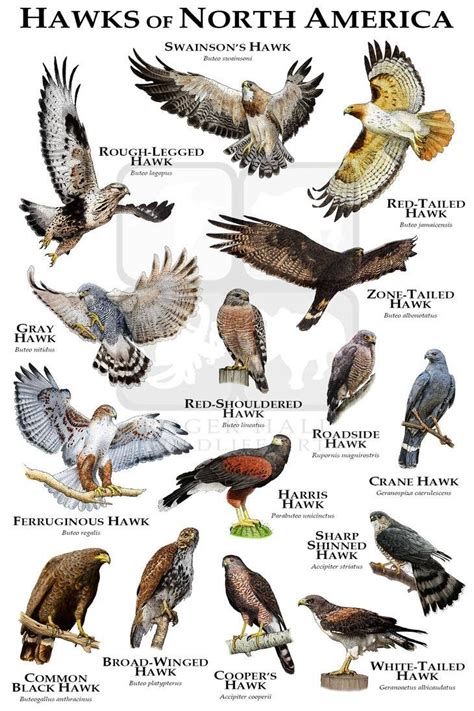 Pin by courtney wiley on Animals: Raptors | Backyard birds watching, Backyard birds, Hawk species