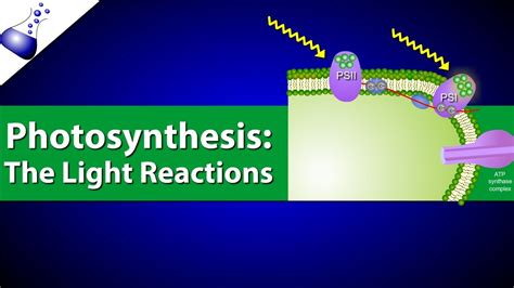 Does Light Dependent Reactions Oxidize Water? All Answers ...