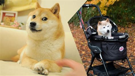 Doge meme dog, Kabosu, passes away at 18; What happened?