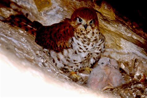 What the Mauritius kestrel can teach us about wildlife reintroductions | Focusing on Wildlife