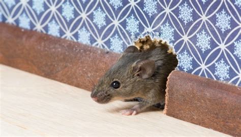 How to get rid of mice in your house | HireRush Blog