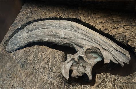 Parasaurolophus Dinosaur Crest Fossil Photograph by Millard H. Sharp - Fine Art America