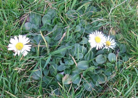 Daisy, identify, prevent & control this lawn weed