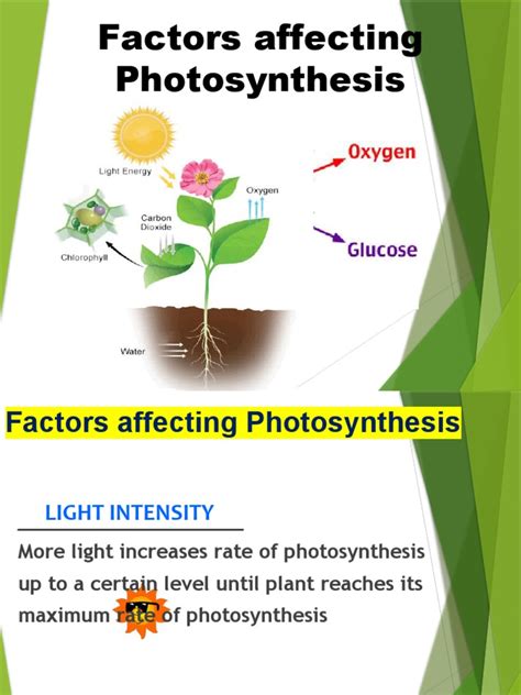 2.1. Factors Affecting Photosynthesis | Download Free PDF ...