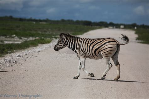 Plains Zebra photo WP23446