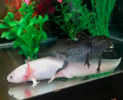 50 Pesos Axolotl