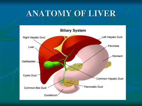 Anatomy Of Liver