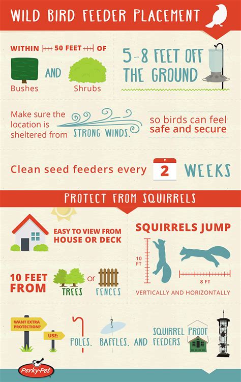 Wild Bird Feeder Placement | Infographic Post