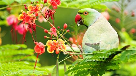 Green Parrot Is Sitting On Green Leaves Tree Branch HD Birds Wallpapers ...