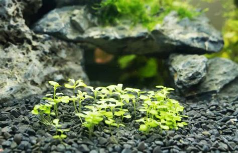 Dwarf Baby Tears (Hemianthus callitrichoides) Care Sheet - Aquariadise