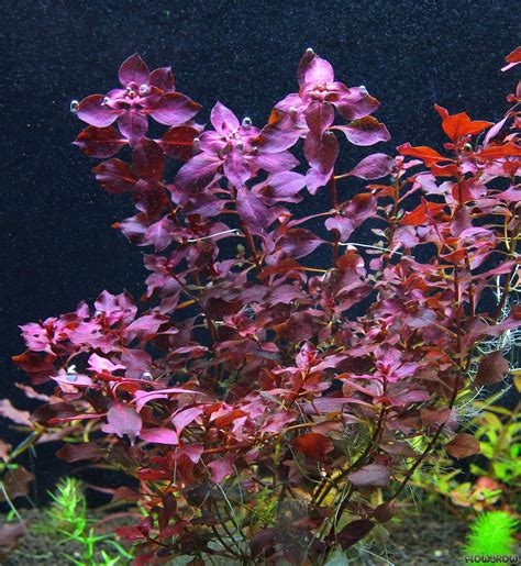 Ludwigia palustris "Super Red" - Flowgrow Aquatic Plant Database