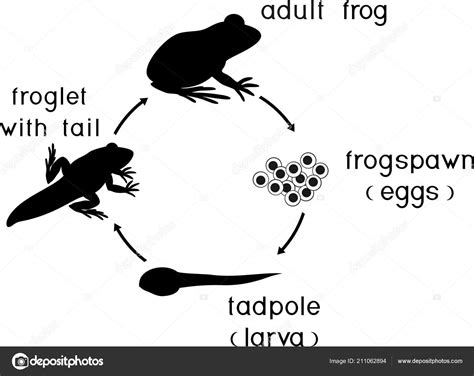 Life Cycle Frog Sequence Stages Development Frog Egg Adult Animal ...