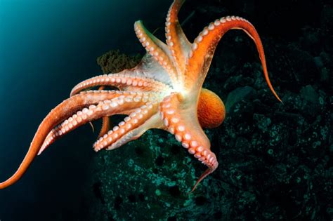 Do Octopus Have Bones? - American Oceans