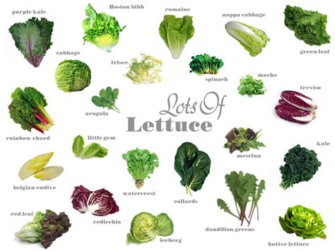 types of lettuce with pictures and names - Google Search | Gardening | Pinterest | Lettuce ...