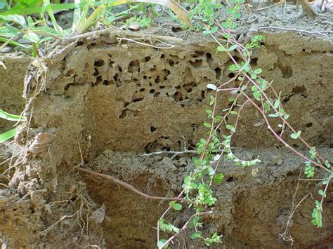 Ant Colony Underground | www.pixshark.com - Images Galleries With A Bite!