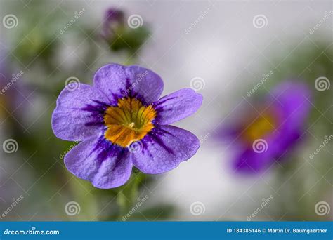 Purple Nemesia hybrid stock photo. Image of hybrid, nemesia - 184385146