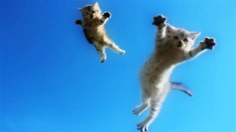 Funny Cats Jump Fail – Part 3 | World Cat Comedy