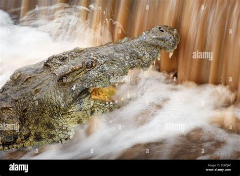 Huge Nile Crocodile, Crocodylus niloticus, hunting fish swimming up ...