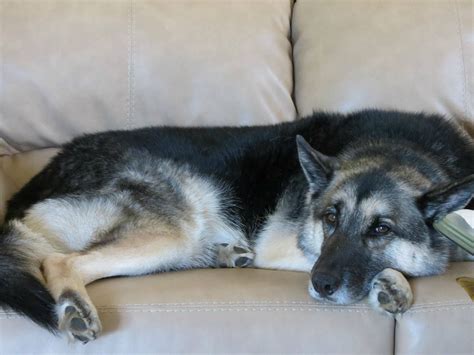 Cool When Do German Shepherd Husky Mix Ears Stand Up References ...