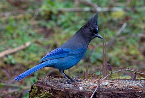 World Beautiful Birds : Steller's jays Bird | Amazing Facts & Latest Pictures