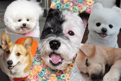 5 of the Cutest Korean Dogs You'd Want to Follow on Instagram Right Now