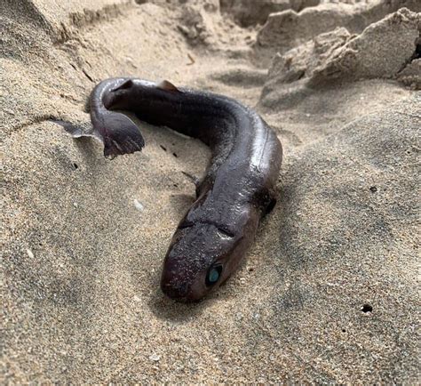 8 Creepy Cookiecutter Shark Facts - Fact Animal