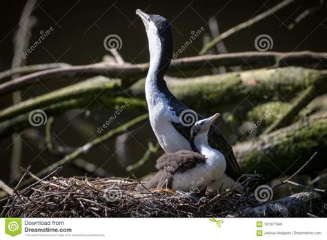 New Zealand Shag Nest, Baby and Mother Stock Photo - Image of shag, shags: 101377048