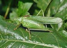 Tettigoniidae - Wikipedia