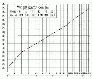 How To Keep A Maine Coon Growth Chart - Maine Coon Expert