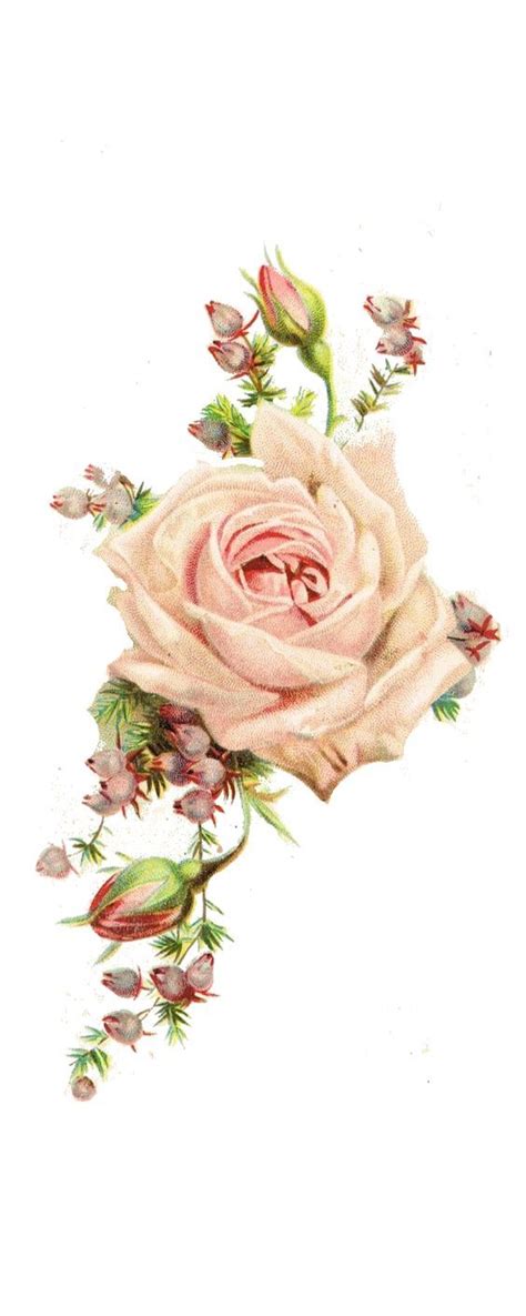 roses, vintage printable: | Vintage flowers, Flower art, Vintage roses