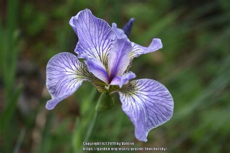 Species Iris (Iris setosa) in the Irises Database - Garden.org