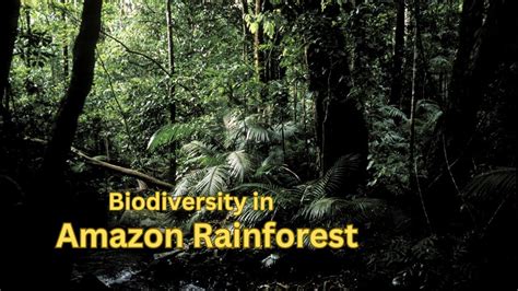 Biodiversity Amazon rainforest - YouTube