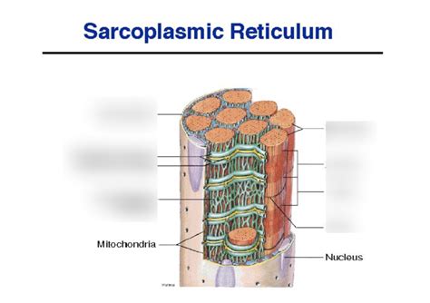 Sarcoplasmic Reticulum Diagram | Quizlet