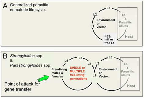 Figure 1, Life cycles of animal parasitic nematodes generally and of ...