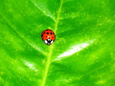 Little Lady Bug Free Photo Download | FreeImages