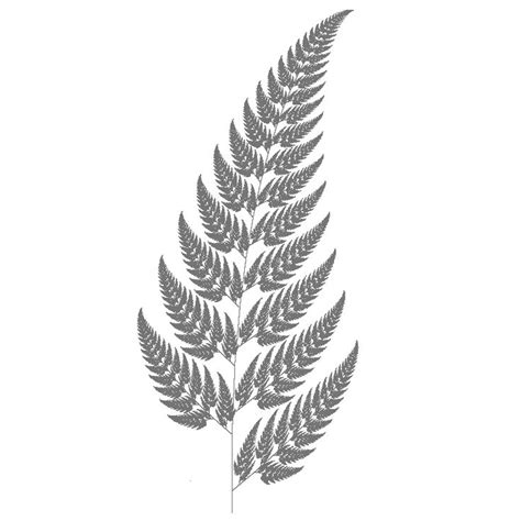 Silver fern clipart 20 free Cliparts | Download images on Clipground 2024