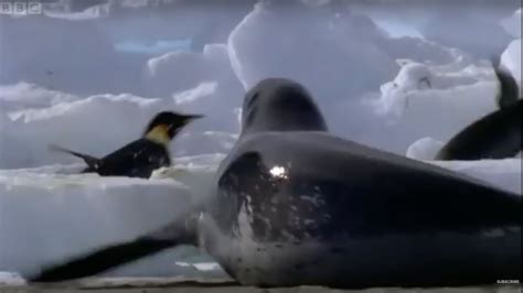 Emperor Penguins Vs Leopard Seal Attenborough: The Blue Planet BBC Earth