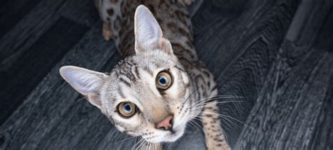 Owning a Silver Bengal Cat: Everything You Need to know - Bengal Cat Care